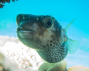 Diodon fish in the Red Sea Colorful and beautiful, Eilat Israel