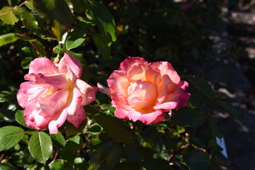 pink rose in the garden