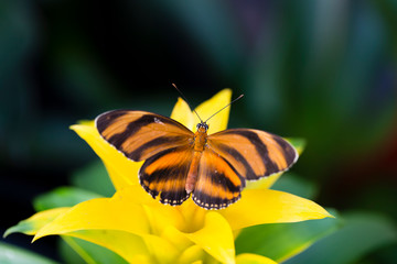 Dorsal view of Banded Orange Heliconian resting on a yellow bromeliad in soft focus background