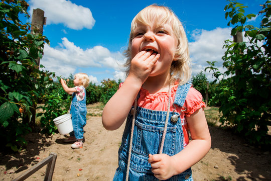 CARNATION, WASHINGTON, USA. A blonde toddler in denim overalls crams raspberries into her mouth as her sister picks raspberries at a farm on a sunny day.