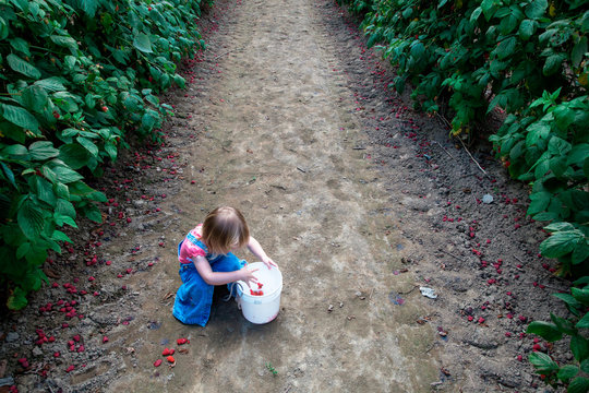 CARNATION, WASHINGTON, USA. A blonde toddler stoops to drop raspberries into her bucket in a row of raspberries bushes on farm.