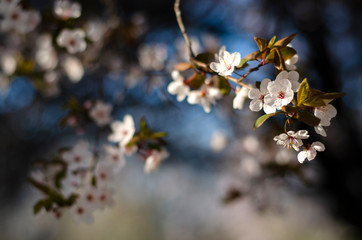 Beautiful spring wallpaper with closeupof a blossoming branch lit by the sunlight