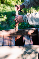 Beekeeper working in apiary