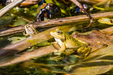Close up of a green frog Rana esculenta complex in a pond.