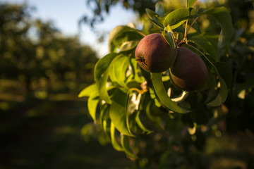 Pears on pear tree in fruit orchard, Parkdale, Oregon, USA