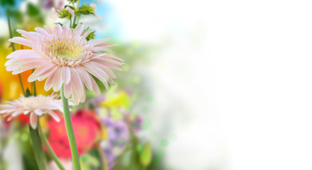 Pink daisy and defocused colored flowers in spring garden with white background on the right