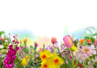 tulip, daffodils and defocused colored flowers in spring garden with white background on the right