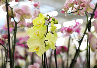 Fototapeta na wymiar Beautiful blooming tropical orchid flowers in store