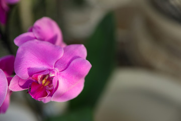 Beautiful blooming tropical orchid on blurred background, closeup. Space for text