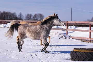 Horses in winter