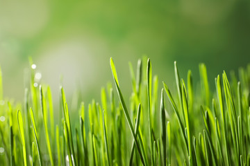 Fototapeta na wymiar Green wheat grass on blurred background, closeup