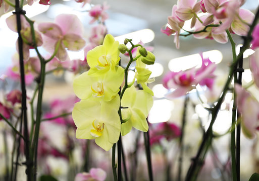 Beautiful blooming tropical orchid flowers in store © New Africa
