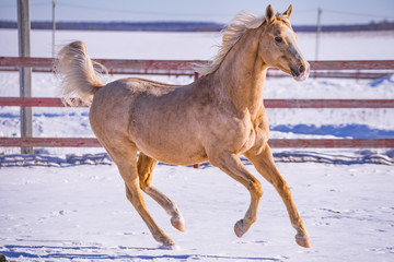 Horse galloping