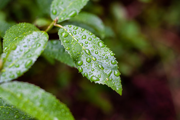 Water on leaves after rain.
