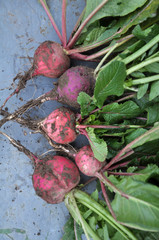 Collected from the ground red winter radish