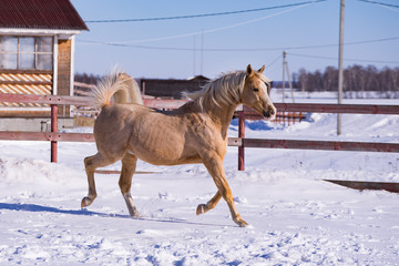 Horse running