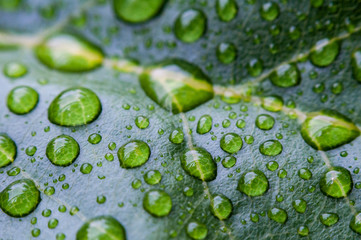 Water on leaves after rain.