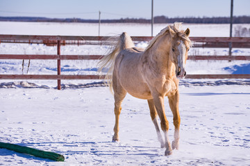 Horse in a paddock
