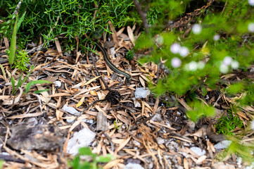 Snake sailing between the leaves/grass.