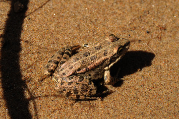 Frog on sand