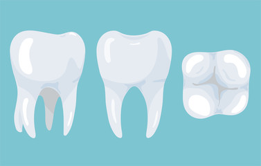 Tooth from different angles. Stomatology illustration for your design