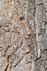 Rinde der Pappel, Populus