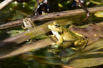 Close up of a green frog Rana esculenta complex in a pond.