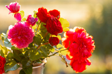 A bouquet of fresh garden roses in an aluminum bucket. Sunny day, backlight.