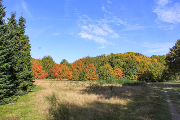 Obraz premium beautiful red and green trees in the forest and a blue sky in autumn