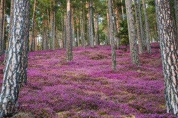 beautiful forest with pink erika flowers