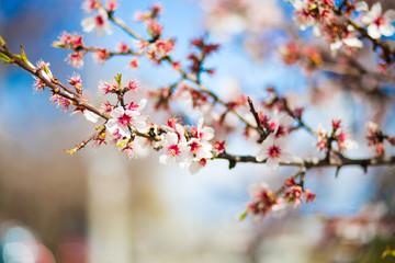 Tops of the spring japanese cherry blossom trees in early april.