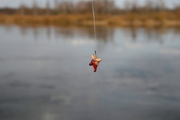 Fishing, bait. Bloodworm and maggot on the hook.