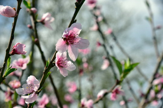 Almond blossom. Spring background blossoms Almond Jerusalim