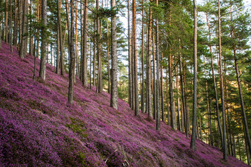 beautiful forest with pink erika flowers