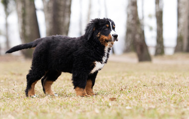Bernese Mountain Dog puppy for a walk