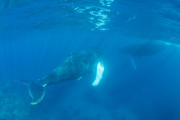 Obraz premium A pair of Humpback whales swim in the blue waters of the Caribbean Sea.