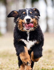 Bernese Mountain Dog puppy for a walk