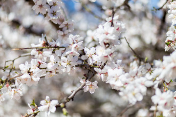 Spring cherry white blossoms. Pink flowers background.