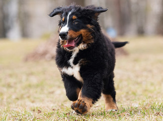 Bernese Mountain Dog puppy for a walk