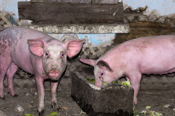 Dirty pigs