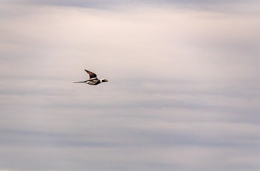 The long-tailed duck.