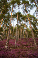 beautiful forest with pink erika flowers