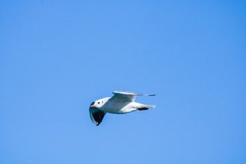 seagull in the sky