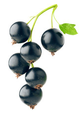 Isolated berries. Fresh black currants hanging on a branch isolated on white background with clipping path