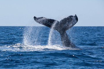 A Humpback Whale slams its powerful tail on the Caribbean Sea.