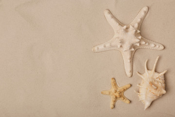 Starfishes and shell on beach sand, top view with space for text