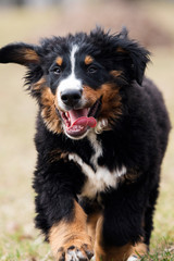 Bernese Mountain Dog puppy for a walk