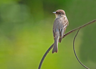 A Flycatcher Bird perched with a green background.