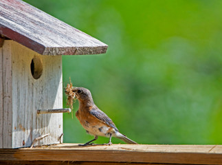A female Bluebird brings sticks to her nest, getting them through the hole.