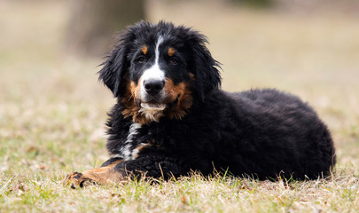 Bernese Mountain Dog puppy for a walk